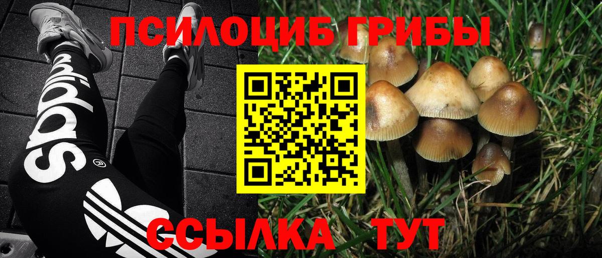 Галлюциногенные грибы Psilocybe Будённовск